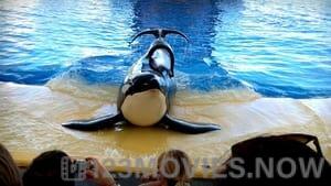 Blackfish