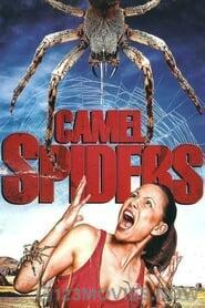 Camel Spiders