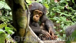 Chimpanzee