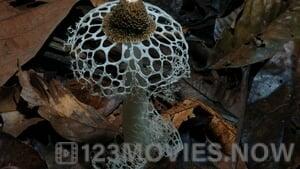 Fantastic Fungi