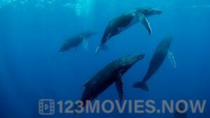 Humpback Whales