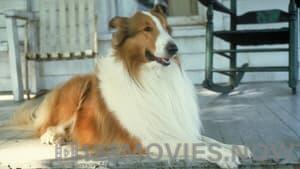 Lassie