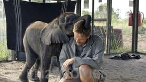 Naledi: A Baby Elephant’s Tale