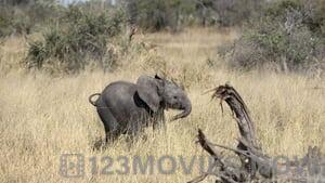 Naledi: A Baby Elephant’s Tale