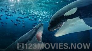 Orca Vs Great White