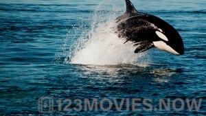 Orca Vs Great White