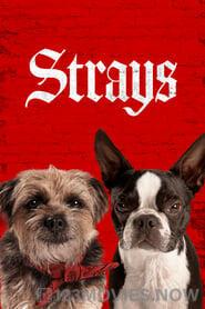 Strays