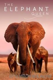 The Elephant Queen